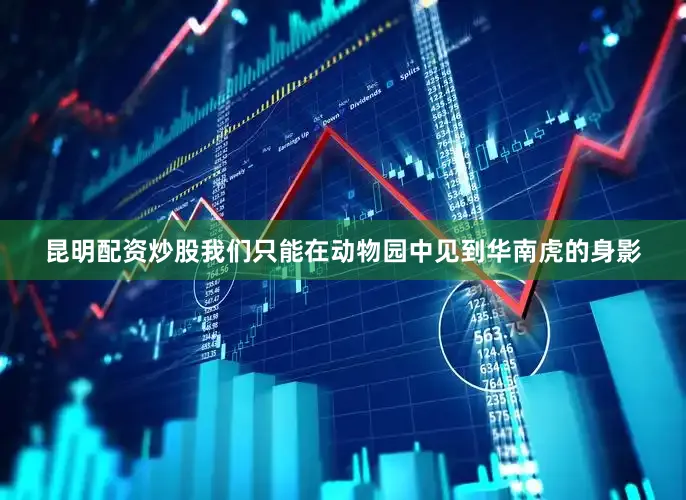 昆明配资炒股我们只能在动物园中见到华南虎的身影